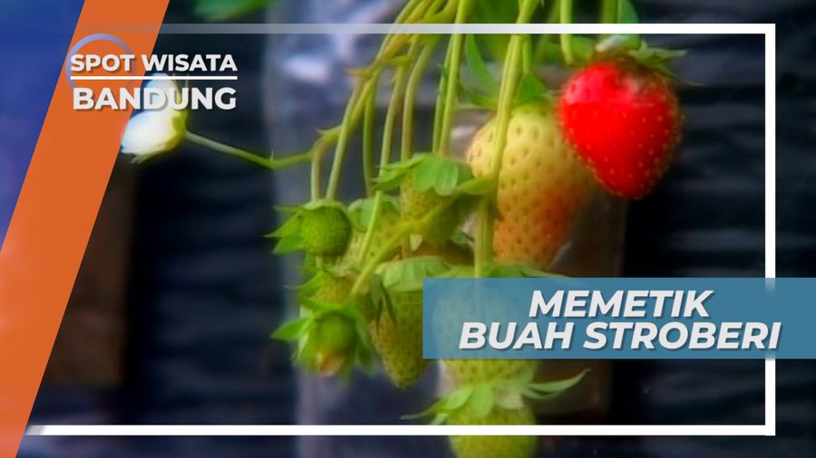 Memetik Buah Stroberi Langsung dari Pohonnya di Ciwidey