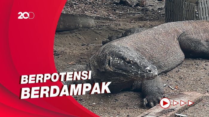 UNESCO Minta Pemerintah Indonesia Stop Proyek di Pulau Komodo