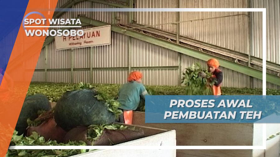 Jelajah Alam Wonosobo, Memetik Teh untuk Diproses