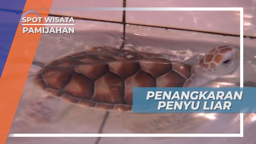 Penangkaran Penyu Pamijahan, Tempat Pelestarian Penyu Liar