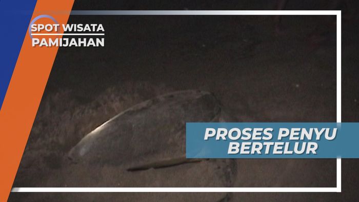 Penangkaran Penyu Pamijahan, Melestarikan Salah Satu Hewan Tertua di Dunia