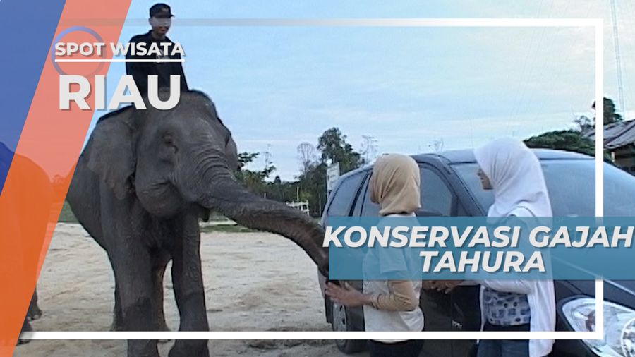 Mengunjungi Gajah-Gajah Terlatih di Tahura, Riau