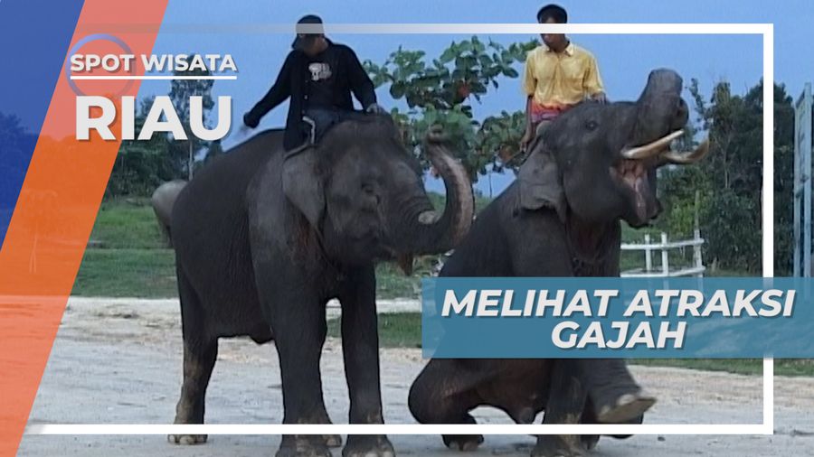 Melihat Atraksi Gajah di Balai Konservasi Tahura, Riau