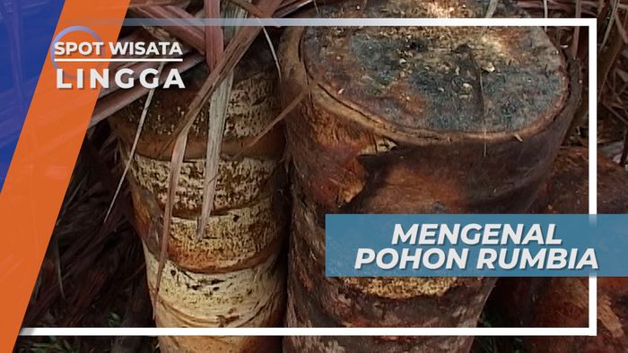 Pohon Rumbia, Mengenal Penghasil Sagu di Kabupaten Lingga