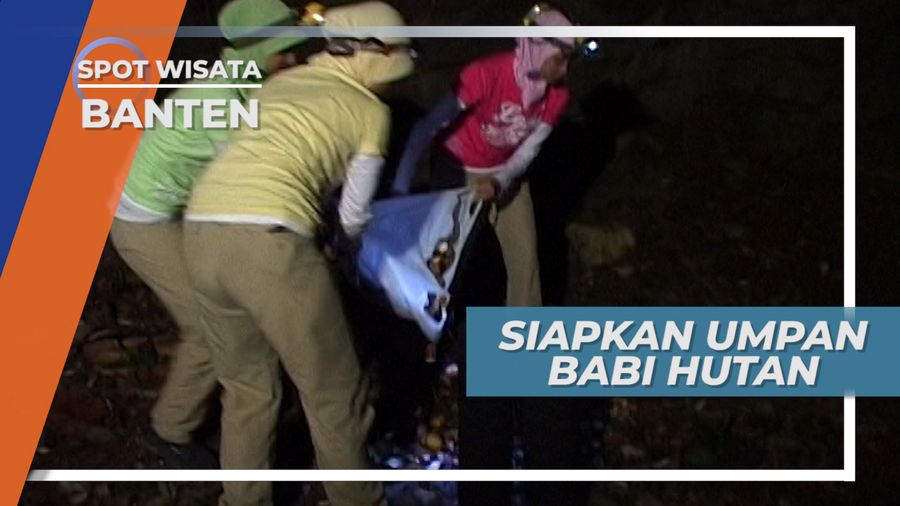Menebar Ubi dan Singkong Untuk Memancing Hewan Buruan, Banten