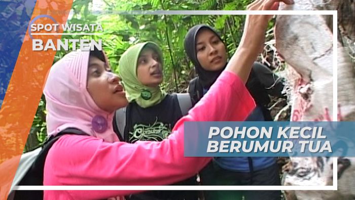 Menghampiri Pohon Kecil Berusia Tua di Banten