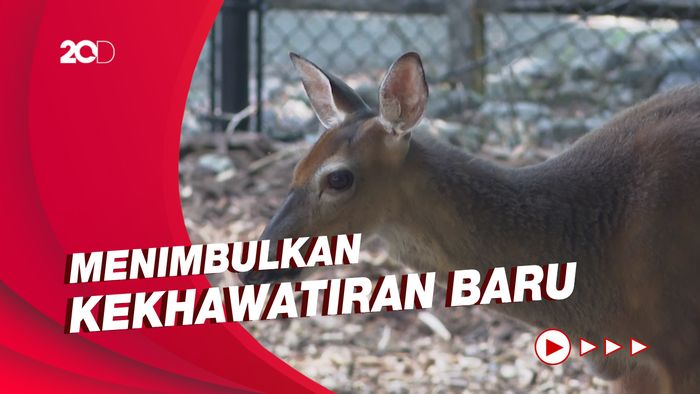 Studi AS Temukan Antibodi Covid-19 di 40% Populasi Rusa Liar