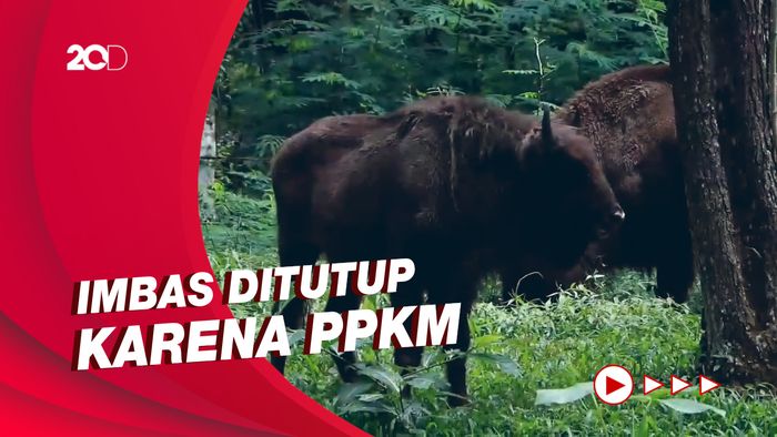 Tolong! Taman Safari Indonesia Prigen Buka Donasi untuk Pakan Satwa