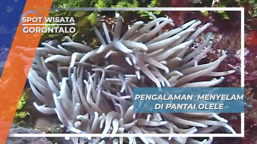 Pengalaman Menyelam di Pantai Olele Gorontalo yang Sangat Berkesan