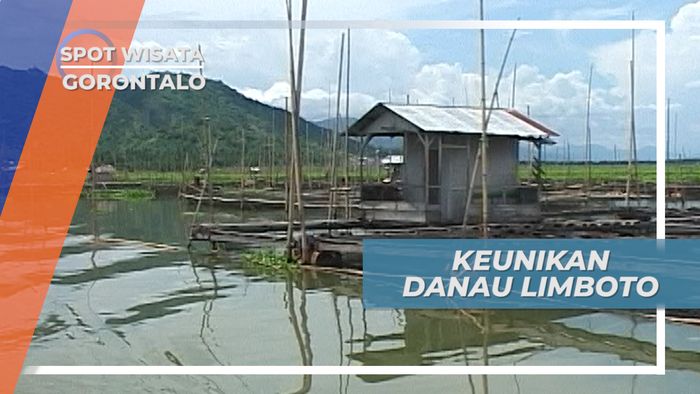 Danau Limboto Gorontalo, Tumbuhan Air Menutup Hampir Seluruh Permukaannya