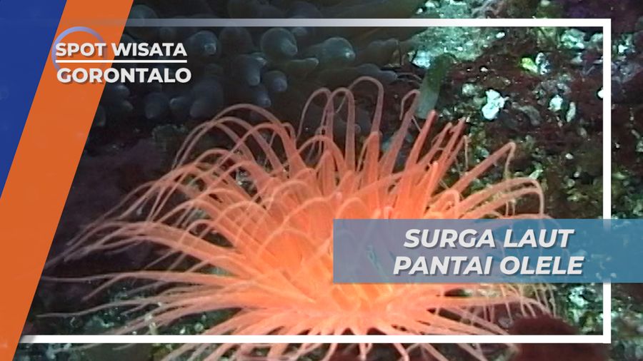 Surga Laut Pantai Olele Gorontalo