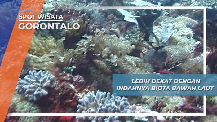 Surga Bawah Laut Pantai Olele, Indahnya Keanekaragaman Biota Laut, Gorontalo