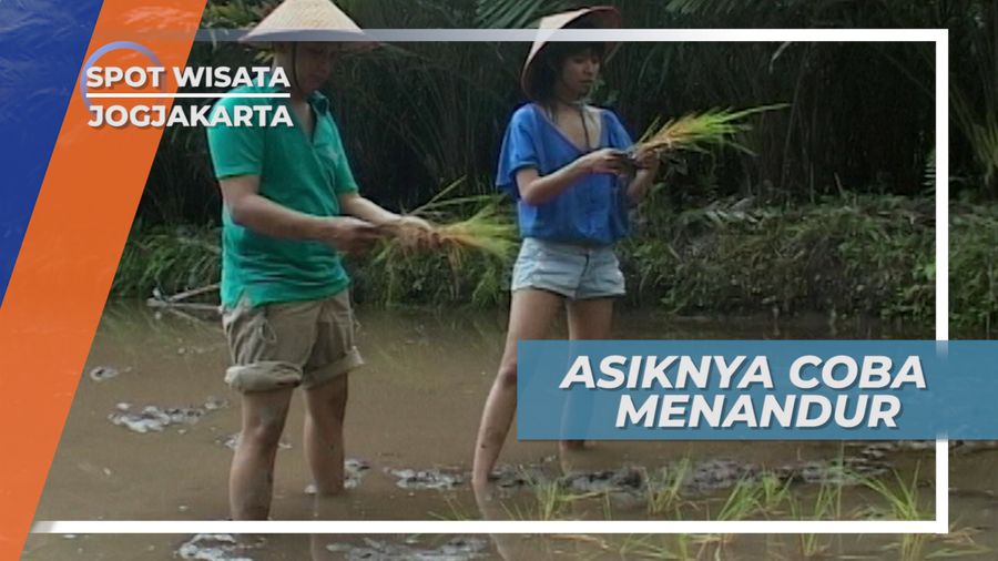 Asiknya Menandur, Istilah dari Menanam Mundur, Yogyakarta