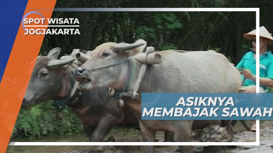 Berlumuran Lumpur saat Belajar Membajak Sawah, Yogyakarta