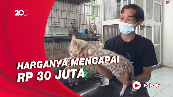 Melihat Kucing Bengal Mirip Macan Tutul yang Dibudi Daya Pria Lumajang