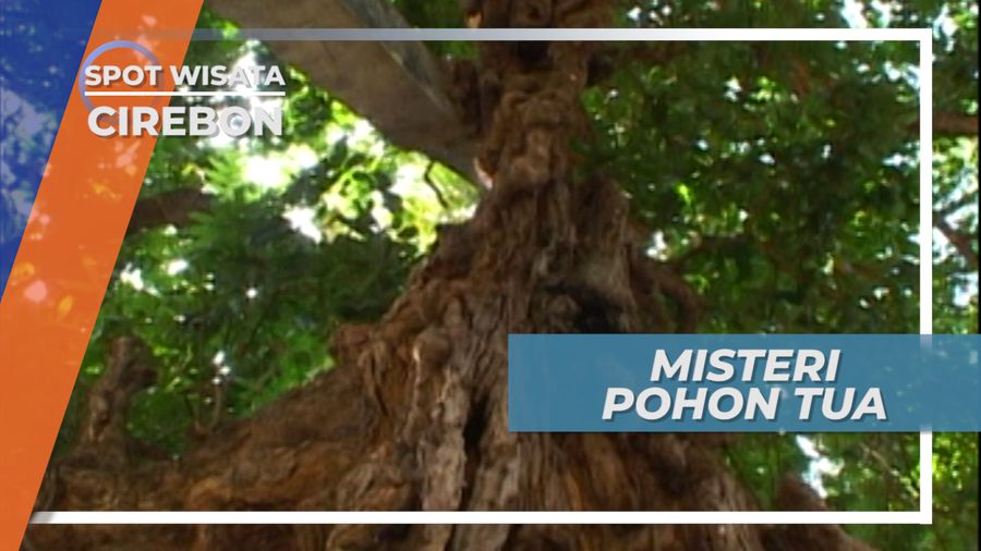 Keunikan Pohon Tua di Tamansari Sunyaragi yang Usianya 300 Tahun, Cirebon