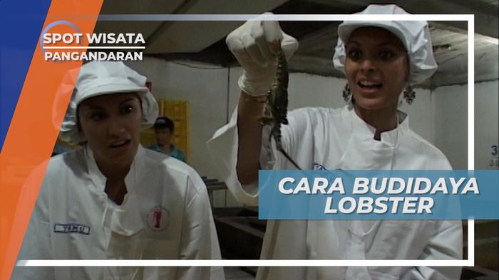 Berkunjung ke Tempat Budidaya Lobster di Pangandaran Jawa Barat