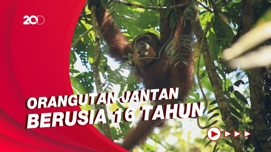 Pelepasliaran Orangutan di Taman Nasional Bukit Tiga Puluh Riau