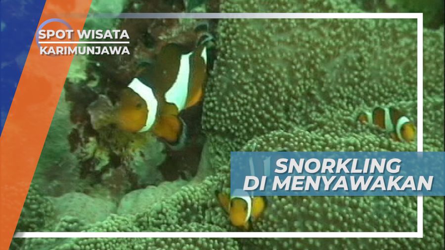 Berburu Keindahan Surga Bawah Laut Pulau Menyawakan, Karimunjawa