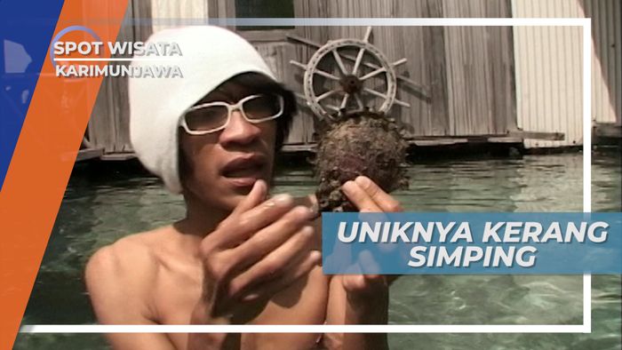 Kerang Simping, Moluska Laut yang Bernilai Ekonomi Tinggi, Karimunjawa