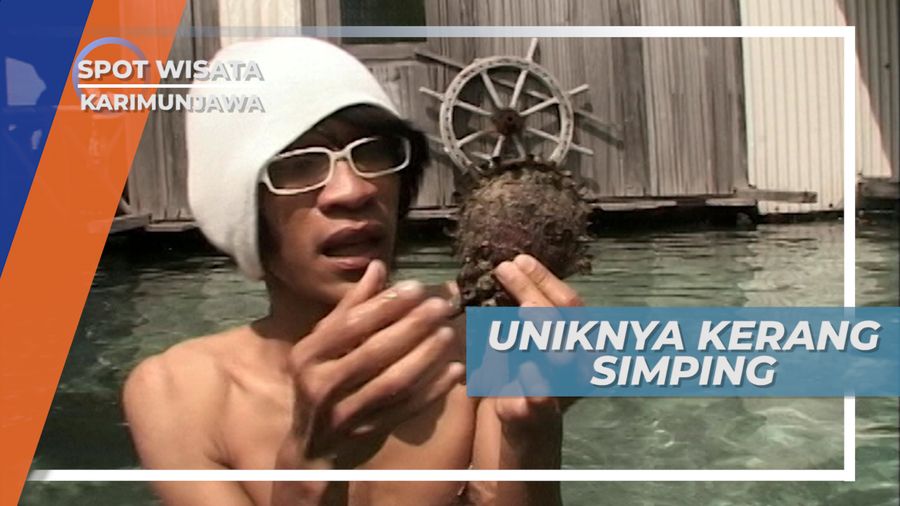 Kerang Simping, Moluska Laut yang Bernilai Ekonomi Tinggi, Karimunjawa