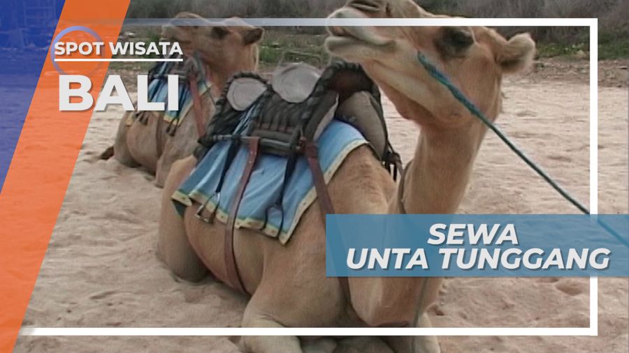 Sewa Unta Tunggang, untuk Berkeliling Nusa Dua, Bali