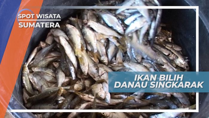 Hanya Terdapat di Danau Singkarak Sumatera Barat, Mencicipi Gurihnya Ikan Bilih