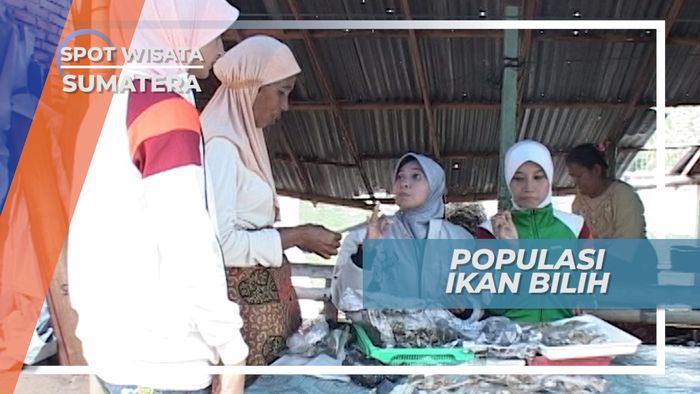 Populasi Ikan Bilih di Danau Singkarak Sumatera Barat