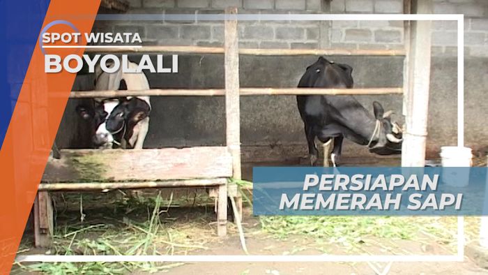 Melihat Langsung Proses Memerah Sapi di Peternakan, Boyolali