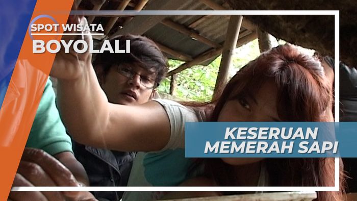Pengalaman Seru Memerah Sapi Secara Langsung, Boyolali