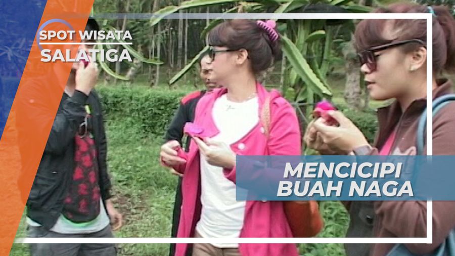 Mencicipi Manisnya Buah Naga Langsung Dari Pohonnya, Salatiga