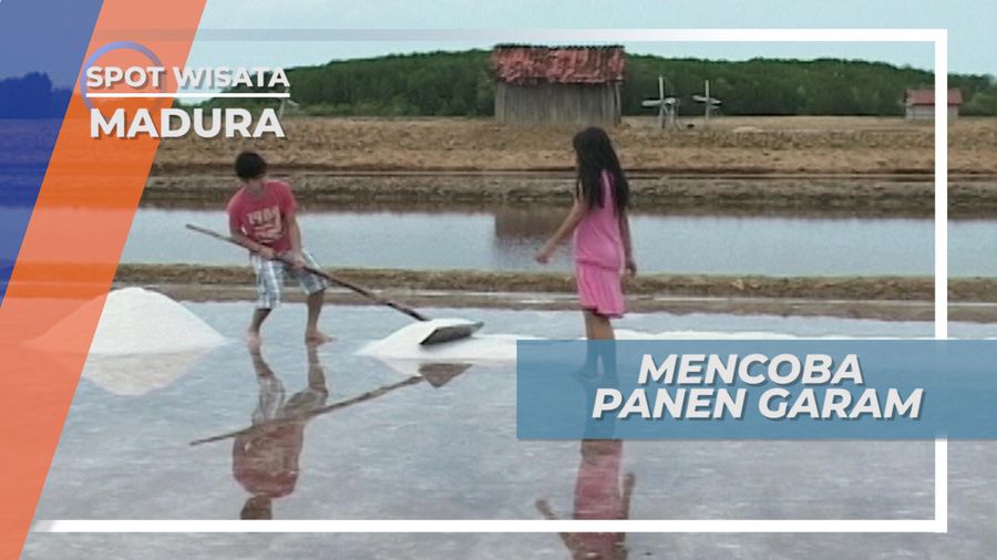 Mandi Keringat, Panen Garam di Tanah Madura, Jawa Timur