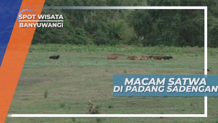 Melihat Beragam Satwa Liar di Padang Sadengan Banyuwangi