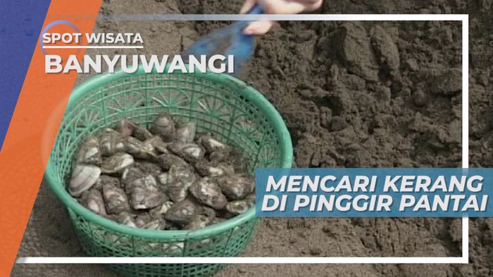 Mengeruk Pasir, Mencari Kerang di Pinggir Pantai Ngagelan, Banyuwangi