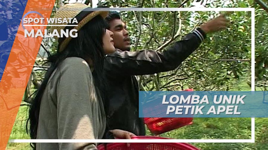 Serunya Berlomba Petik Apel di Agrowisata Kota Malang