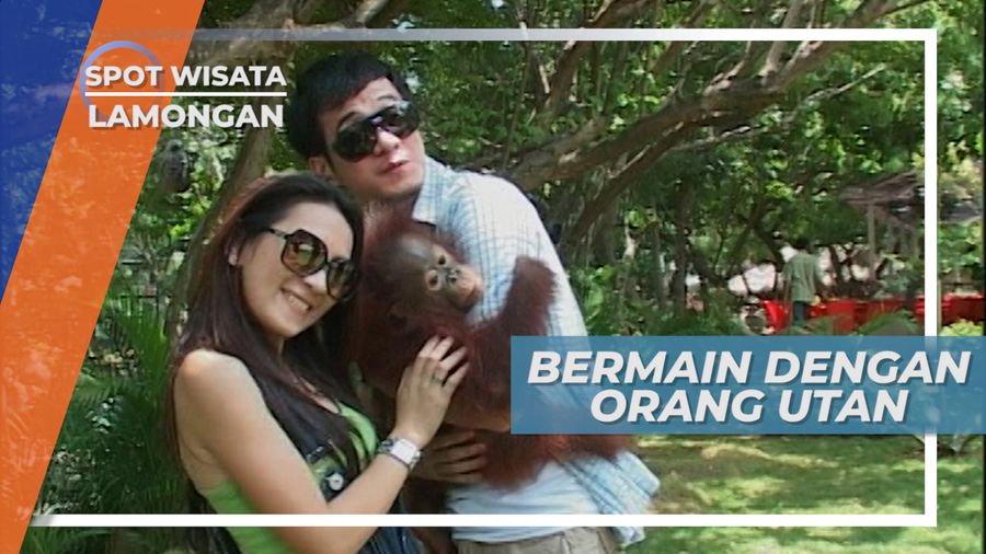 Serunya Bermain Dengan Orang Utan di Objek Wisata Satwa, Lamongan