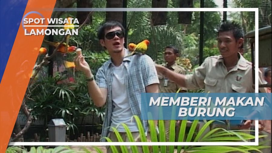 Memberi Makan Jagung Untuk Burung Cantik di Maharani Zoo Lamongan