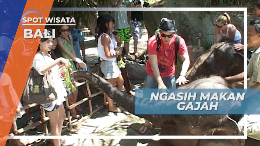 Berinteraksi dan Memberi Makan Gajah di Kawasan Wisata Gianyar Bali 