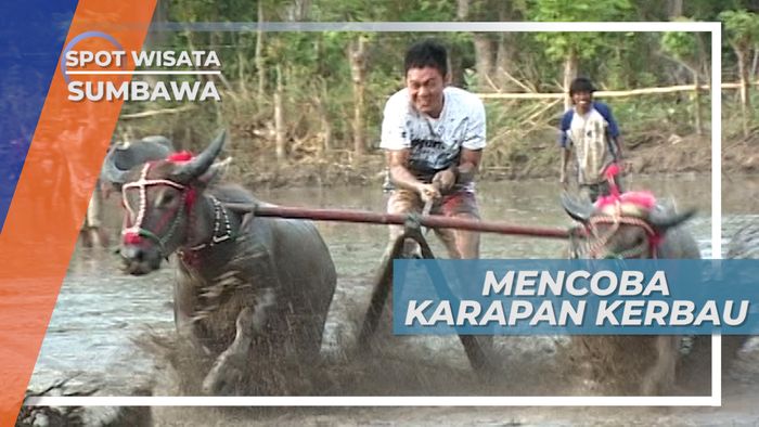 Mengacu Adrelin Mencoba Serunya Karapan Kerbau di Sumbawa