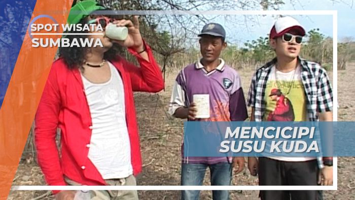 Kandungan Gizi Tinggi, Mencicipi Susu Kuda Liar Sumbawa