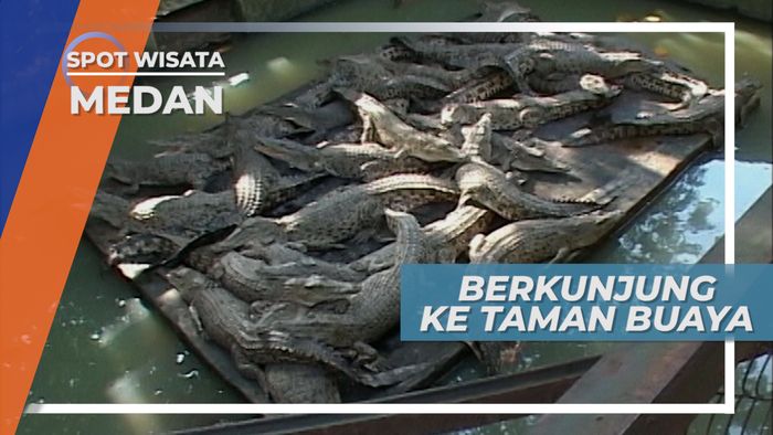 Mengunjungi Buaya Yang Sedang Bobok Siang di Medan