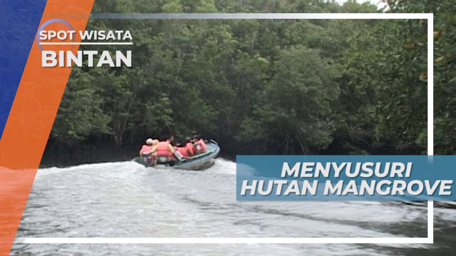 Menyusuri Hutan Mangrove Bintan yang Tersohor