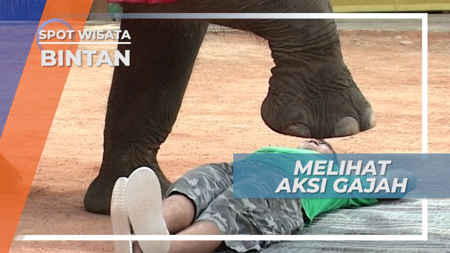 Aksi Seru Para Gajah di Jumbo Park Bintan