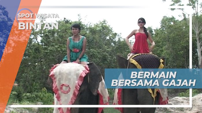 Ngeri-Ngeri Takut, Bermain Bersama Gajah Pulau Bintan