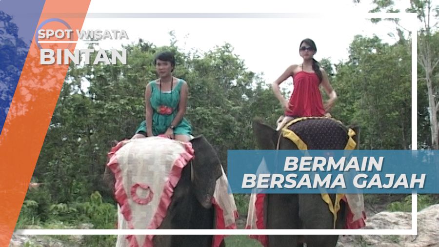 Ngeri-Ngeri Takut, Bermain Bersama Gajah Pulau Bintan