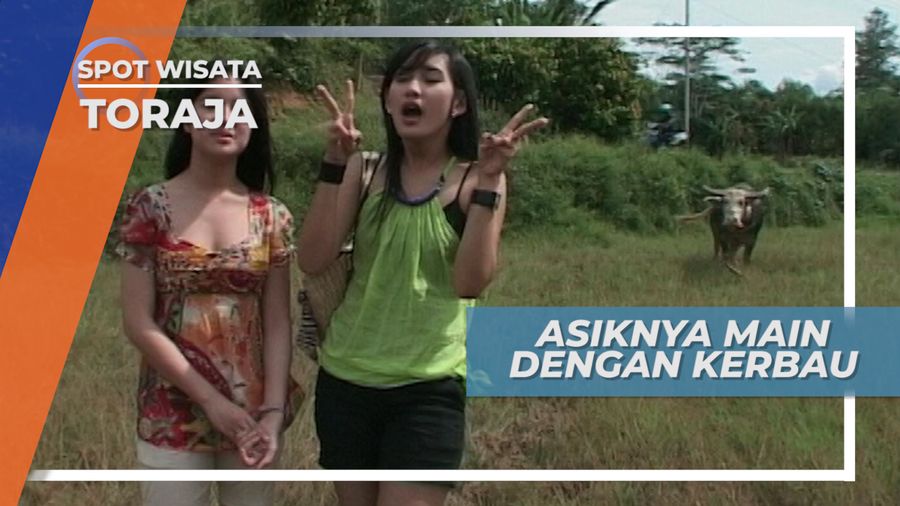 Kerbau, Hewan Peliharaan Mahal di Tana Toraja