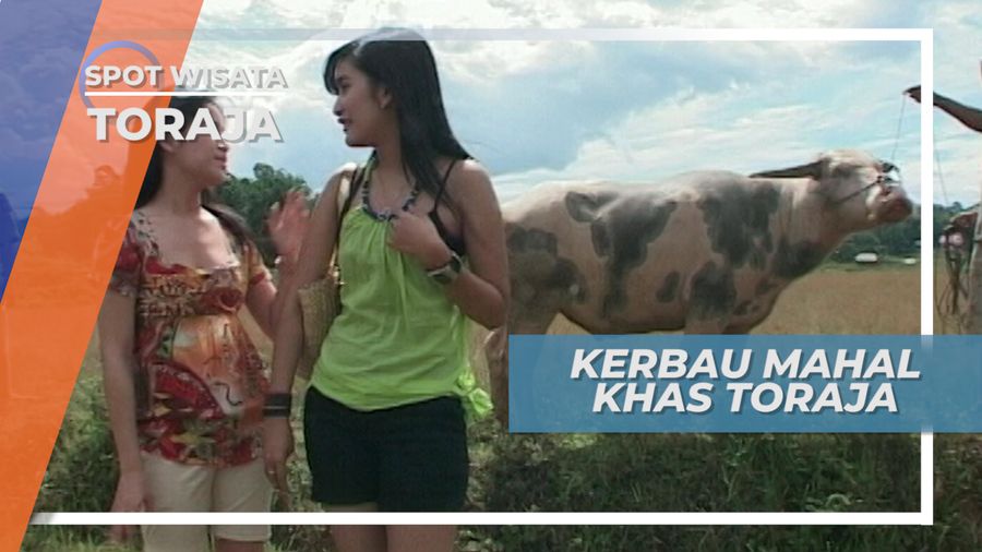Tedong Bonga, Kerbau Unik yang Harganya Selangit, Tana Toraja