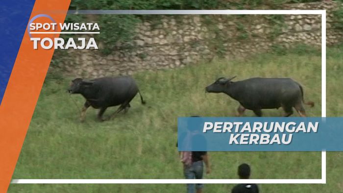 Tedong Silaga, Tradisi Adat Unik Tana Toraja Sebelum Upacara Pemakaman
