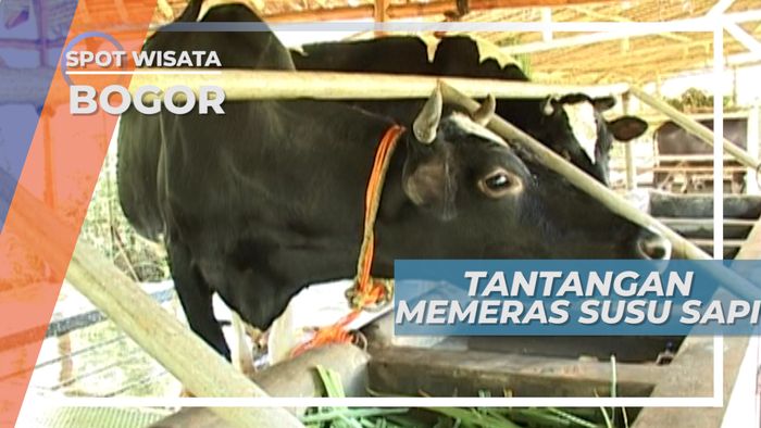 Berkunjung ke Kawasan Wisata Bogor, Belajar Memerah Susu Sapi
