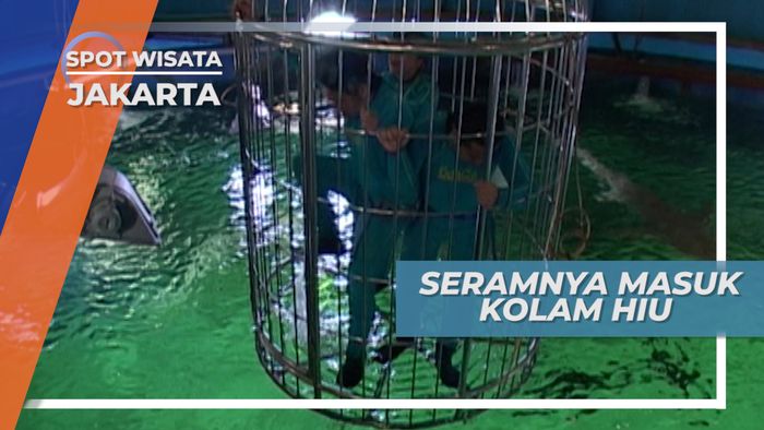 Seram Seram Takut, Berteriak Ketakutan Saat Dimasukan Ke Kolam Hiu Jakarta
